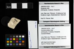 Foto (Objekt + Etiketten) von Goniodromitidae indet. 